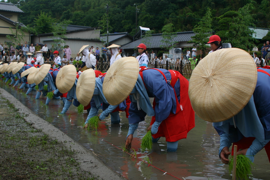 主基斋田圣米 香川县中央 内地 Kagawa Culture Compass